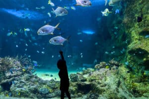 Happy kid observing fishes swimming in a large aquarium