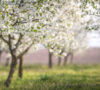 The Trees and You: Three relationship tips in honor of Tu B’Shvat