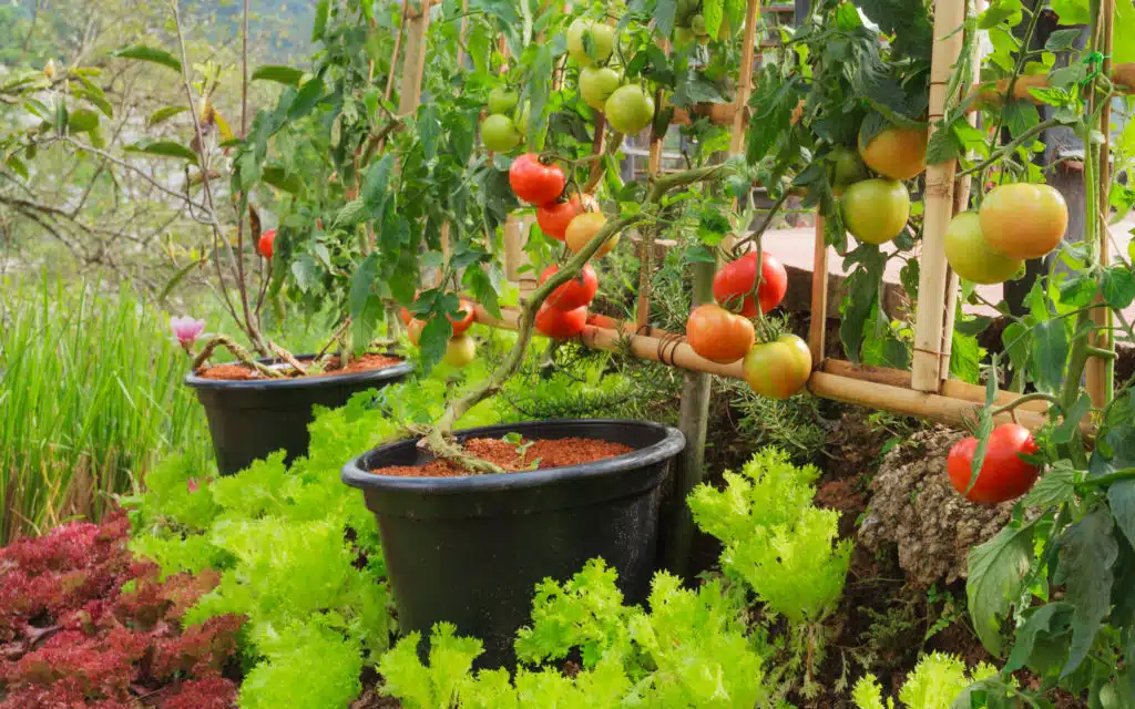 grow produce