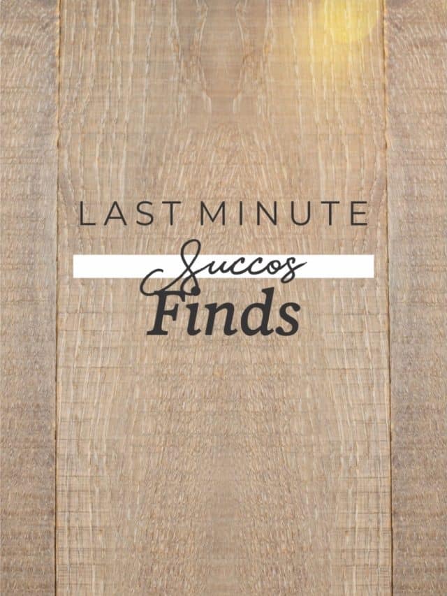 Last Minute Sukkos Finds